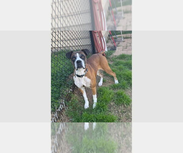 Medium Photo #1 Boxer Puppy For Sale in Austin, TX, USA