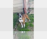 Small Boxer