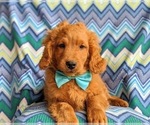 Small Photo #5 Goldendoodle Puppy For Sale in LINCOLN UNIV, PA, USA