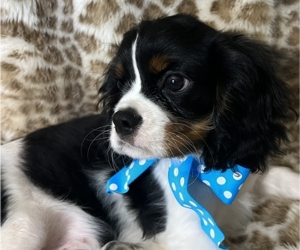 Medium Photo #6 Cavalier King Charles Spaniel Puppy For Sale in ABILENE, TX, USA