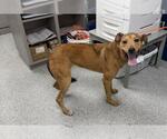 SISSY - Female Basenji-Unknown Mix Dog for Adoption - Small photo