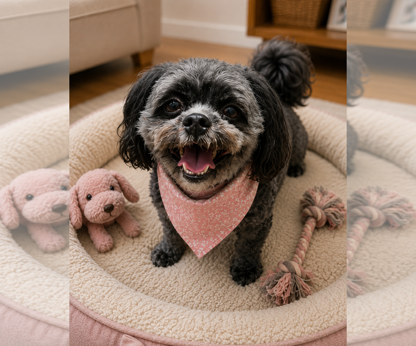 Medium Photo #3 Shih-Poo Puppy For Sale in McKinney, TX, USA