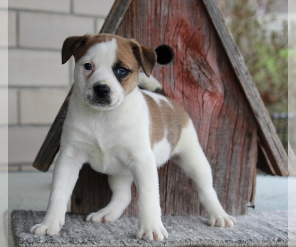 Medium Photo #5 Puggle Puppy For Sale in FREDERICKSBURG, OH, USA