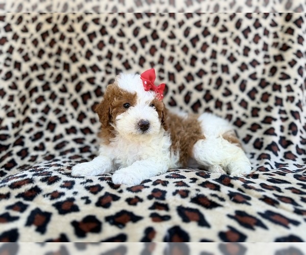 Medium Photo #9 Cavapoo (Miniature) Puppy For Sale in LAKELAND, FL, USA