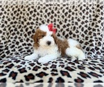 Small #8 Cavapoo (Miniature)