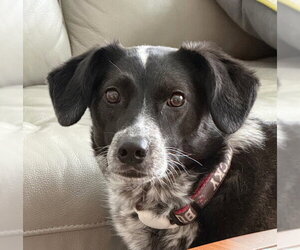 Ziggy - Female Border Collie-Unknown Mix Dog for Adoption - Photo #2
