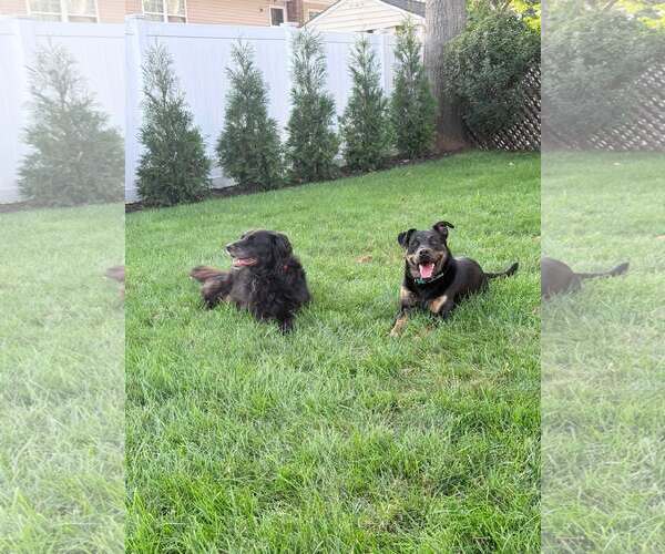 Medium Photo #1 Retriever -Unknown Mix Puppy For Sale in Woodbury, NY, USA