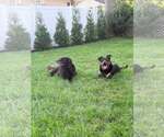 Small Retriever  Mix