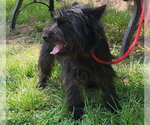 Small #1 Mutt