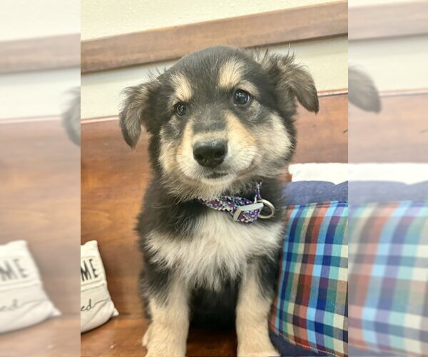 Medium Photo #2 Mutt Puppy For Sale in Webster, WI, USA