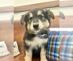 Small Photo #2 Mutt Puppy For Sale in Webster, WI, USA