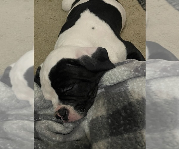 Medium Photo #4 American Bulldog Puppy For Sale in INDEPENDENCE, MO, USA