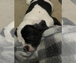 Small #3 American Bulldog