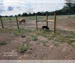 Small #19 Catahoula Leopard Dog