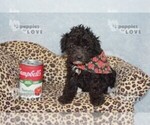 Small #5 Poodle (Toy)