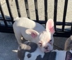 Small #4 French Bulldog