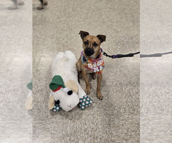 Medium Photo #3 Chihuahua-Unknown Mix Puppy For Sale in Minneapolis, MN, USA