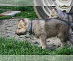 Small Photo #6 Czech Wolfdog-Wolf Hybrid Mix Puppy For Sale in Darova, Timis, Romainia