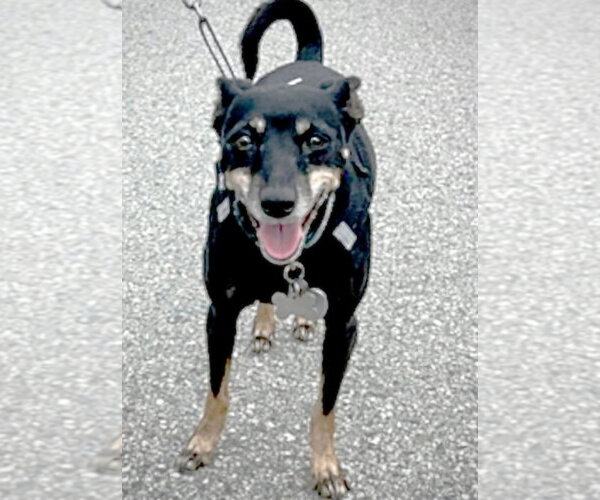 Medium Photo #4 Rat Terrier-Unknown Mix Puppy For Sale in Atlanta, GA, USA