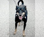 Small #3 Rat Terrier Mix