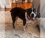 Small #7 Boglen Terrier