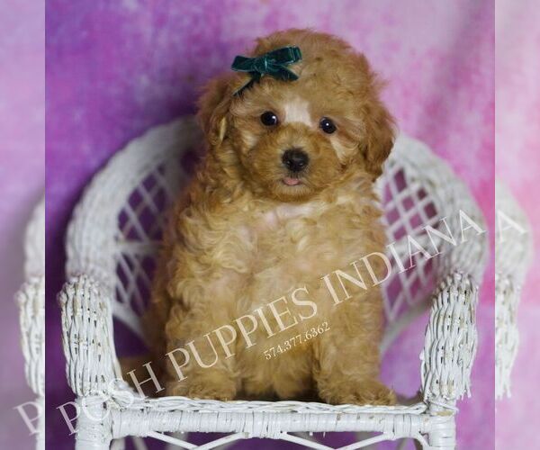 Medium Photo #114 Maltipoo (Miniature) Puppy For Sale in WARSAW, IN, USA