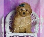 Small Photo #114 Maltipoo (Miniature) Puppy For Sale in WARSAW, IN, USA