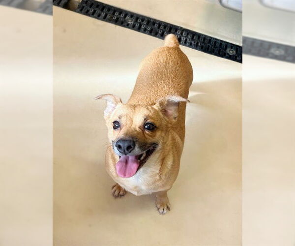 Medium Photo #1 Chihuahua-Unknown Mix Puppy For Sale in Riverside, CA, USA