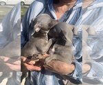 Small Photo #4 Italian Greyhuahua Puppy For Sale in Santa Clarita, CA, USA