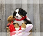 Small Photo #8 Bernese Mountain Dog Puppy For Sale in FREDERICKSBG, OH, USA