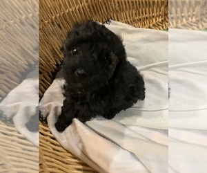 Poodle (Toy) Puppy for sale in GREENBRIER, TN, USA