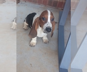Basset Hound Puppy for sale in CANTON, GA, USA
