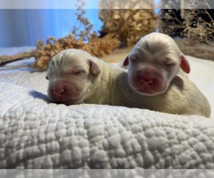 Labradoodle Puppy for sale in PEMBROKE, GA, USA