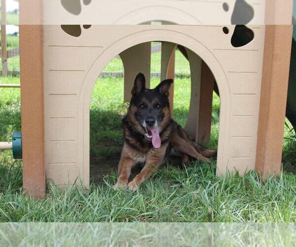 Medium Photo #3 German Shepherd Dog Puppy For Sale in Chestertown, MD, USA