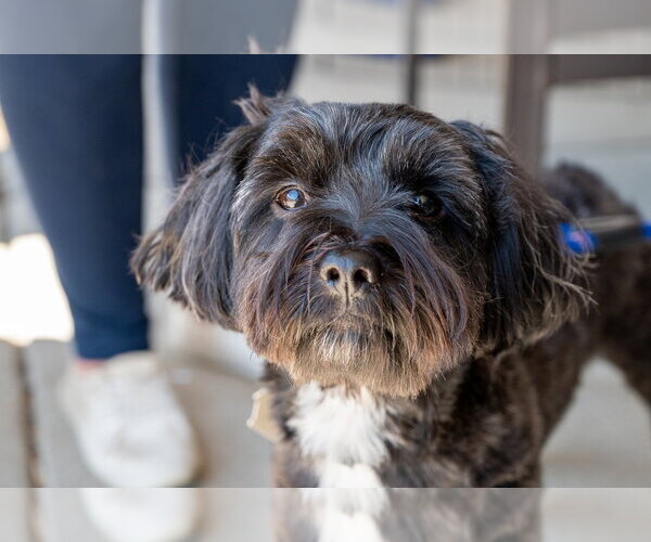 Medium Photo #3 Shih Tzu-Unknown Mix Puppy For Sale in Mundelein, IL, USA