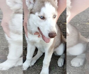 Siberian Husky Dogs for adoption in CLIFTON FORGE, VA, USA