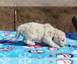 Small Photo #15 Goldendoodle Puppy For Sale in UNION CITY, TN, USA