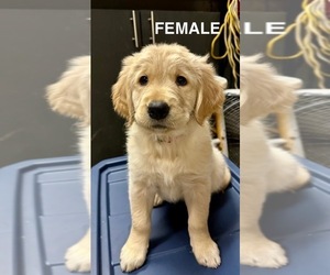 Golden Retriever Puppy for sale in MURFREESBORO, TN, USA