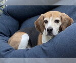 Small #6 Beagle