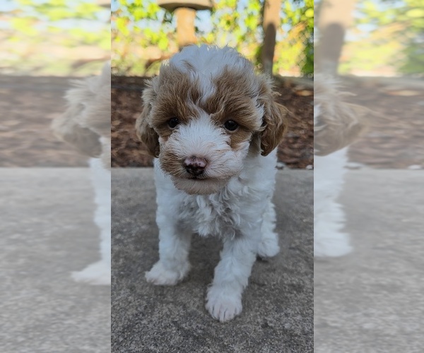 Medium Photo #4 Miniature Labradoodle Puppy For Sale in SAN DIEGO, CA, USA