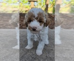 Small Photo #8 Miniature Labradoodle Puppy For Sale in SAN DIEGO, CA, USA