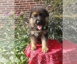 Puppy 2 German Shepherd Dog