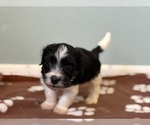 Small #2 Havanese
