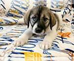Small Photo #2 Anatolian Shepherd-Great Pyrenees Mix Puppy For Sale in FRANKLIN, GA, USA