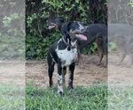 Small #1 American Pit Bull Terrier-Doberman Pinscher Mix