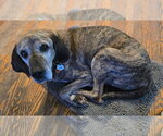 Small #2 Mutt