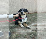 Small #3 Rottweiler Mix