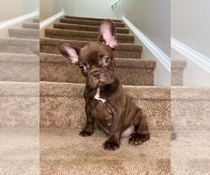 Medium French Bulldog