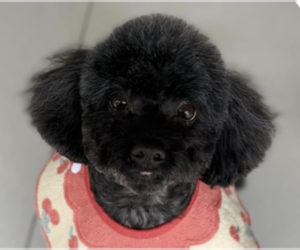 Poodle (Miniature) Dogs for adoption in San Ramon, CA, USA