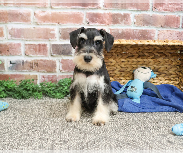 Medium Photo #5 Schnauzer (Miniature) Puppy For Sale in SYRACUSE, IN, USA